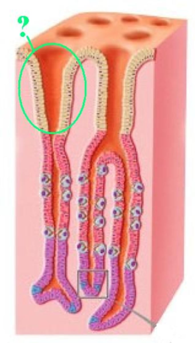 <p>Identify the indicated cell type of the stomach mucosa.</p>
