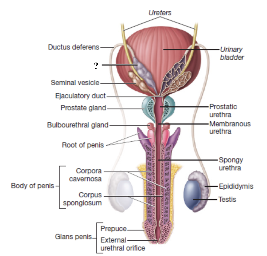 <p>widen, enlarged terminal region of the ductus deferens on the posterior surface of the bladder</p><ul><li><p>serves as a reservoir for sperm</p></li></ul><p></p>