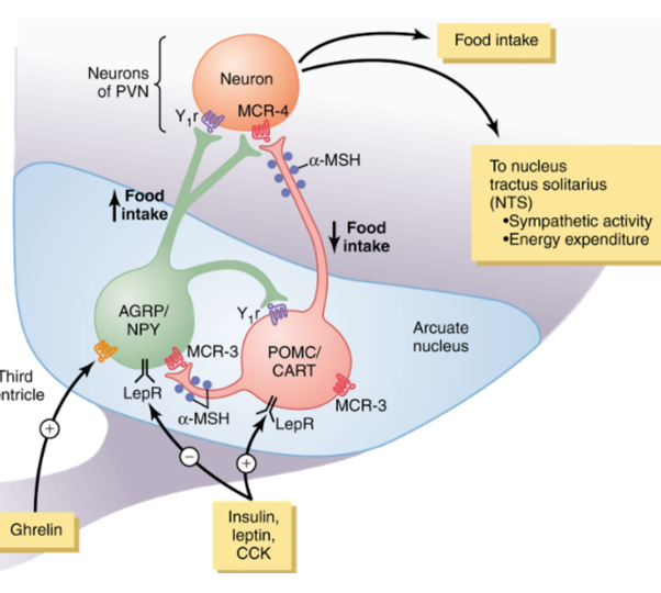 <p>POMC:</p><ul><li><p>Releases a-MSH/CART → decreasing food intake and increasing energy expenditure</p></li><li><p>Mechanism:</p><ul><li><p>POMC → a-MSH → melanocortin receptors @ PVN → NTS → increases sympathetic activity and energy expenditure</p></li></ul></li></ul><p>AGRP/NPY:</p><ul><li><p>increase food intake and reduce energy expenditure.</p></li><li><p>acts as an antagonist of MCR-4</p></li></ul><div data-type="horizontalRule"><hr></div><p>Insulin, Leptin, CCK:</p><ul><li><p>Inhibits AGRP/NPY</p></li><li><p>Stimulates POMC-CART</p></li><li><p>Thereby reducing food intake</p></li></ul><p></p><p>Ghrelin:</p><ul><li><p>Activates AGRP/NPY</p></li><li><p>Stimulates Food intake</p></li></ul><p></p>