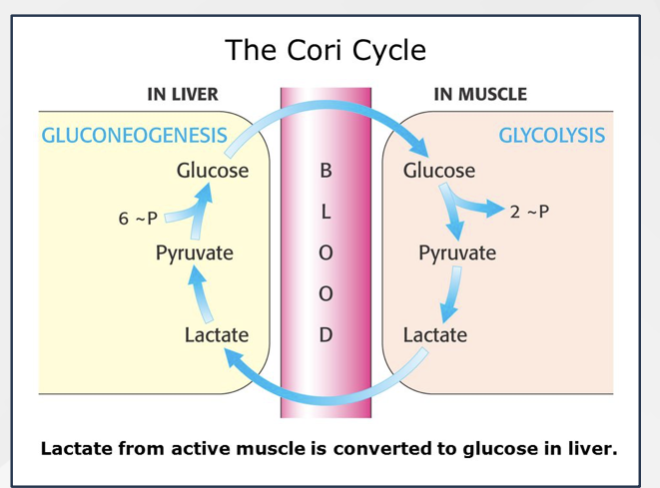 <p>Cori Cycle</p>