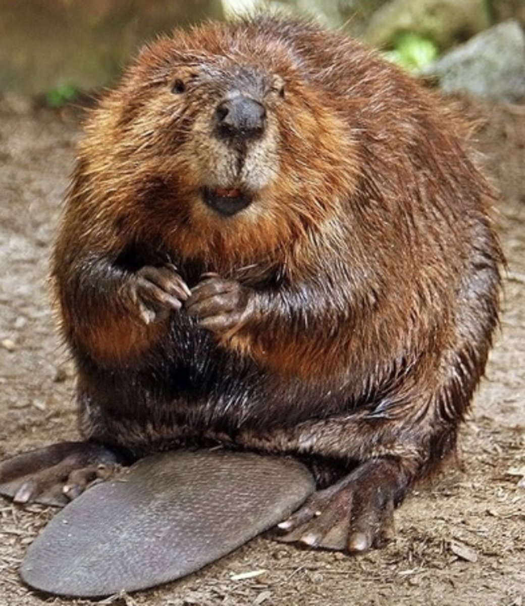 <p>Name, habitat, range</p>