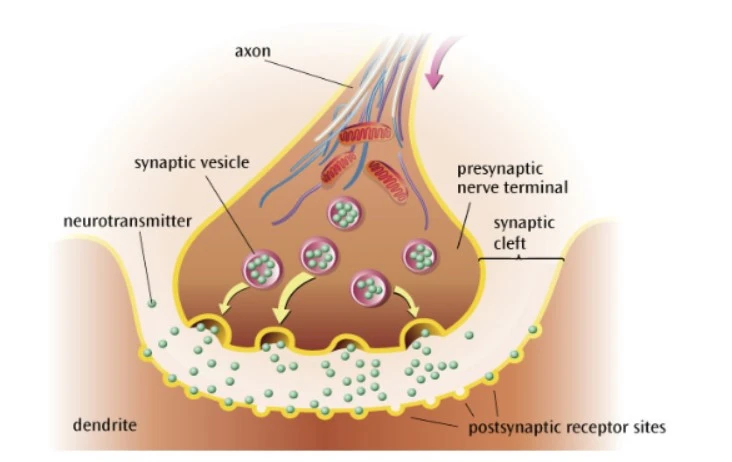 <ol><li><p>action potential (electrical impulse) travels down the axon</p></li><li><p>action potential reaches the presynaptic terminal</p></li><li><p>triggers neurotransmitters to be released from synaptic vesicles into synaptic cleft</p></li><li><p>neurotransmitter diffuses across the synaptic cleft</p></li><li><p>neurotransmitters are taken up by the postsynaptic receptors</p></li><li><p>neurotransmitter is converted back to an action potential</p></li></ol><p></p>
