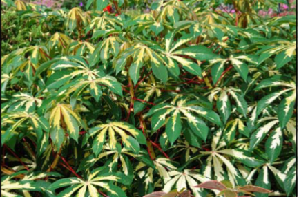 <p>Manihot esculenta ‘Variegata’ </p>