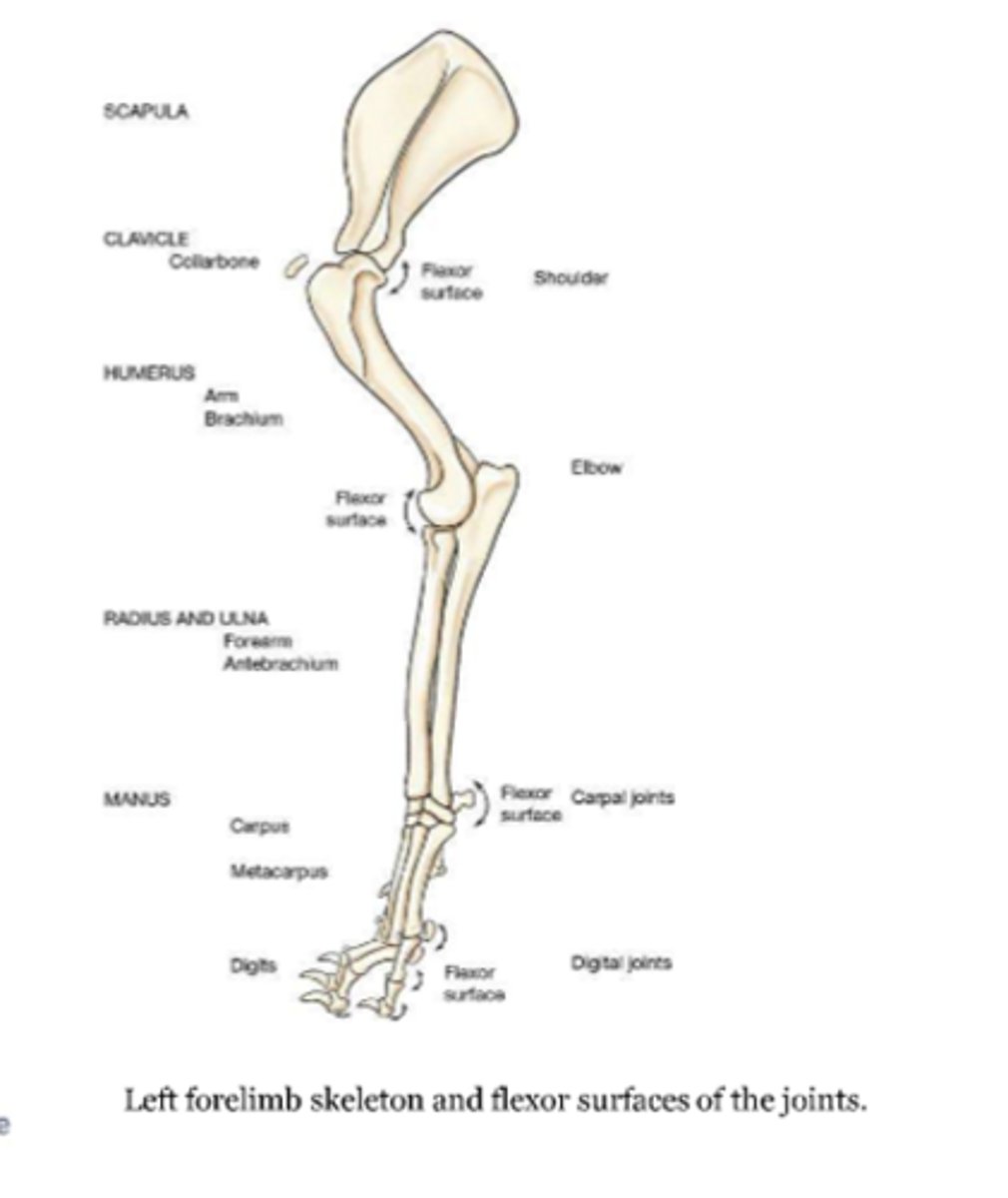 <p>-shoulder joint</p><p>-elbow joints</p><p>-carpal joints</p><p>-digital joints:</p><p>metacarpophalangeal joint</p><p>proximal interphalangeal joint</p><p>distal interphalangeal joint</p>