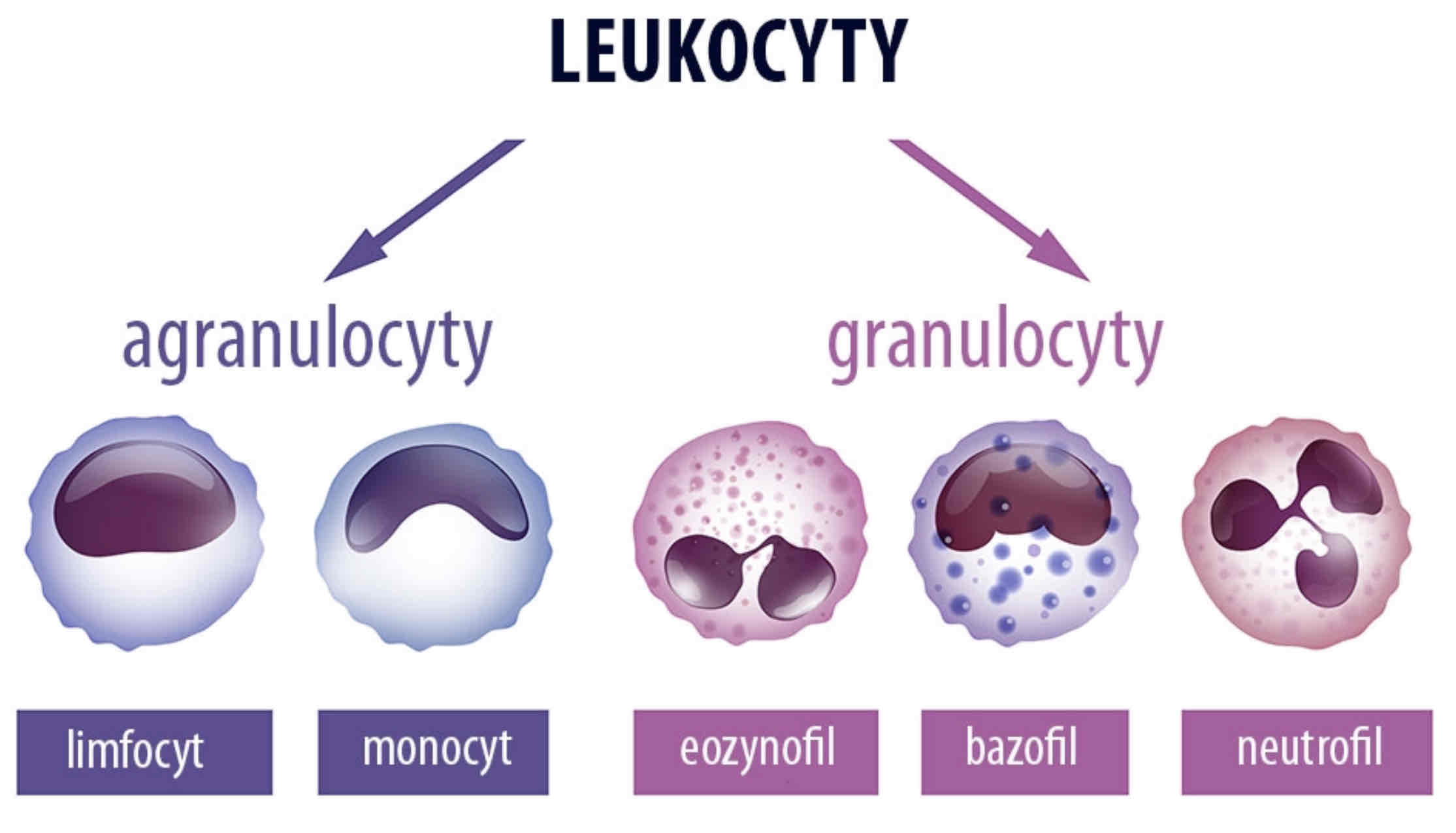 <ul><li><p>Limfocyty T grasicozależne</p></li><li><p>Limfocyty B szpikozależne</p></li><li><p>Monocyty</p></li></ul>