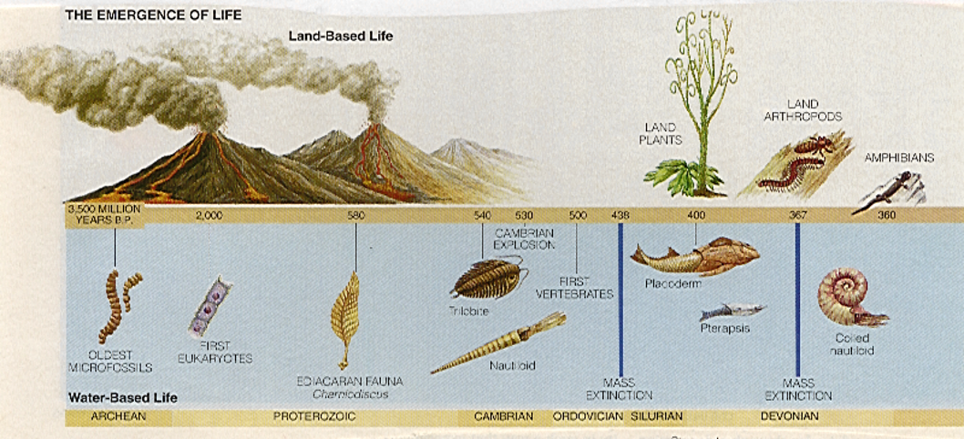 First aquatic plants, then aquatic insects (followed by predators) evolved. Same for land plants, land arthropods, and predators. Same for flighted insects and their predators.
