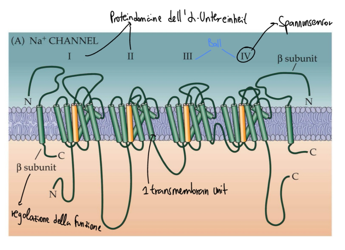<ul><li><p>2 untereinheiten: alpha (a) e beta (ß) </p></li><li><p><strong>a-untereinheit</strong>: forma il poro in sé, contiene gli spannungsensoren (S4) + gli si attacca la “pallina” dell’inaktivator gate </p></li><li><p><strong>ß-untereinheit</strong>: regolazione della funzione</p><p></p></li><li><p>a-untereinheit ha 4 domäne, ognuno di essi é costituito da 6 transmembranregionen</p><p></p></li></ul><p></p>