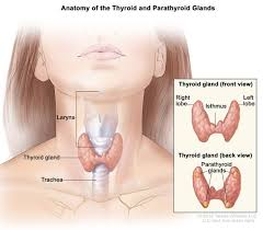<p><strong>Thyroid Gland</strong></p><p>produces </p>
