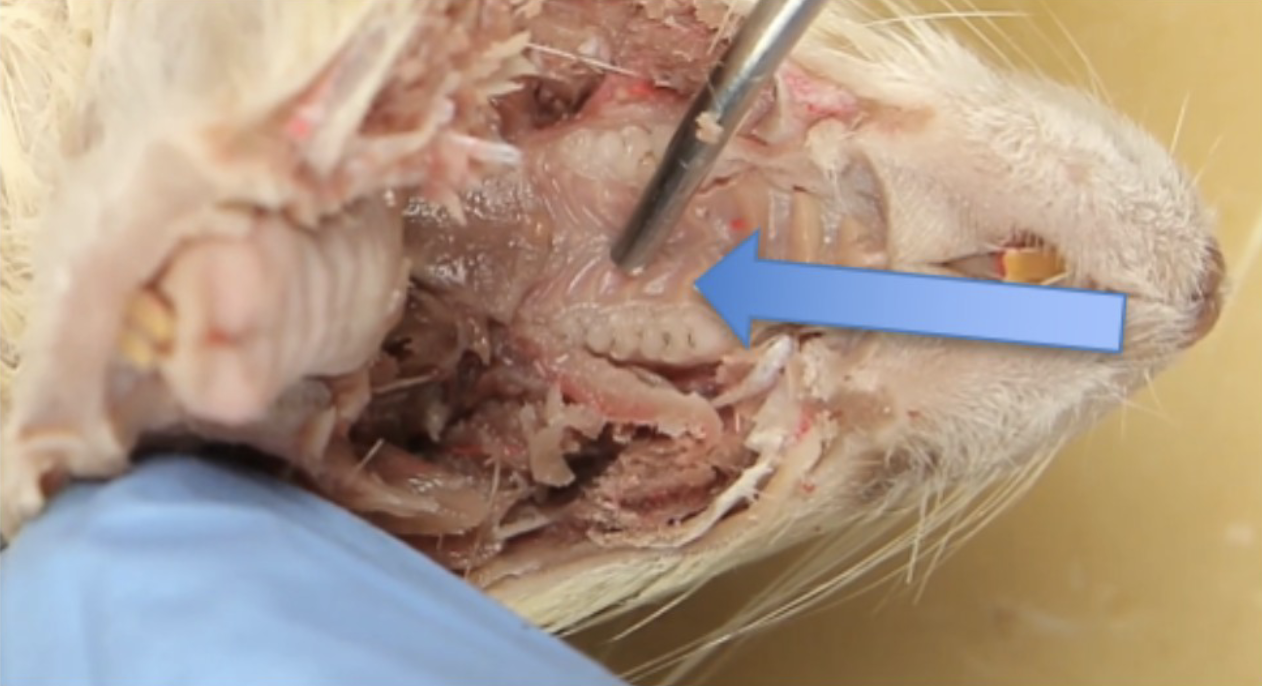 <p>What is this?</p>