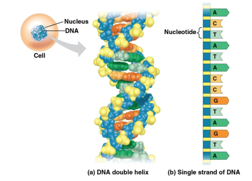 <p>Nucleotides</p>