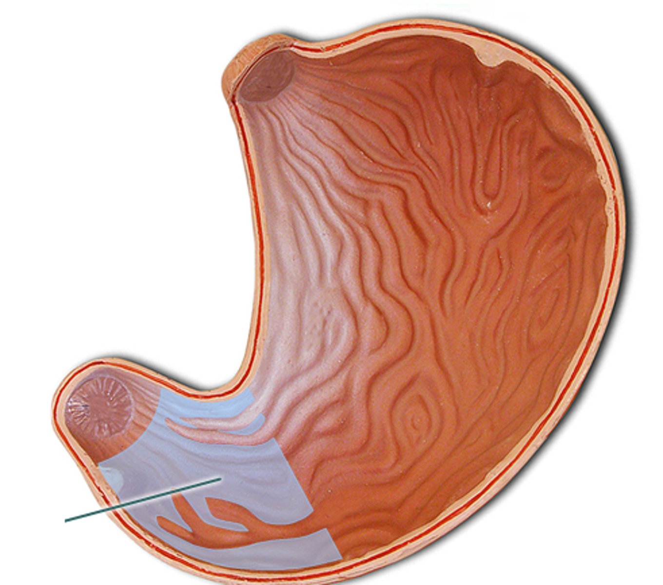 <p>distal region of the stomach, opening to the duodenum</p>