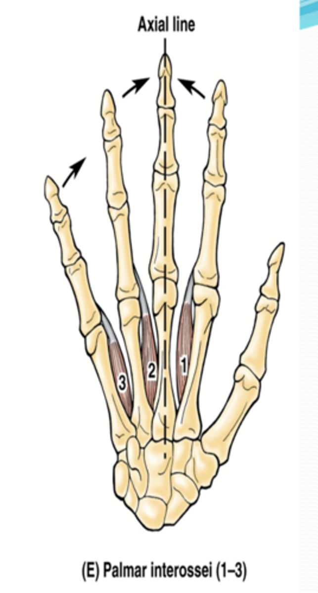 <p>-Adduct fingers</p><p>-Ulnar n. (C7 - T1)</p><p>-On the palmar surface of metacarpal</p>