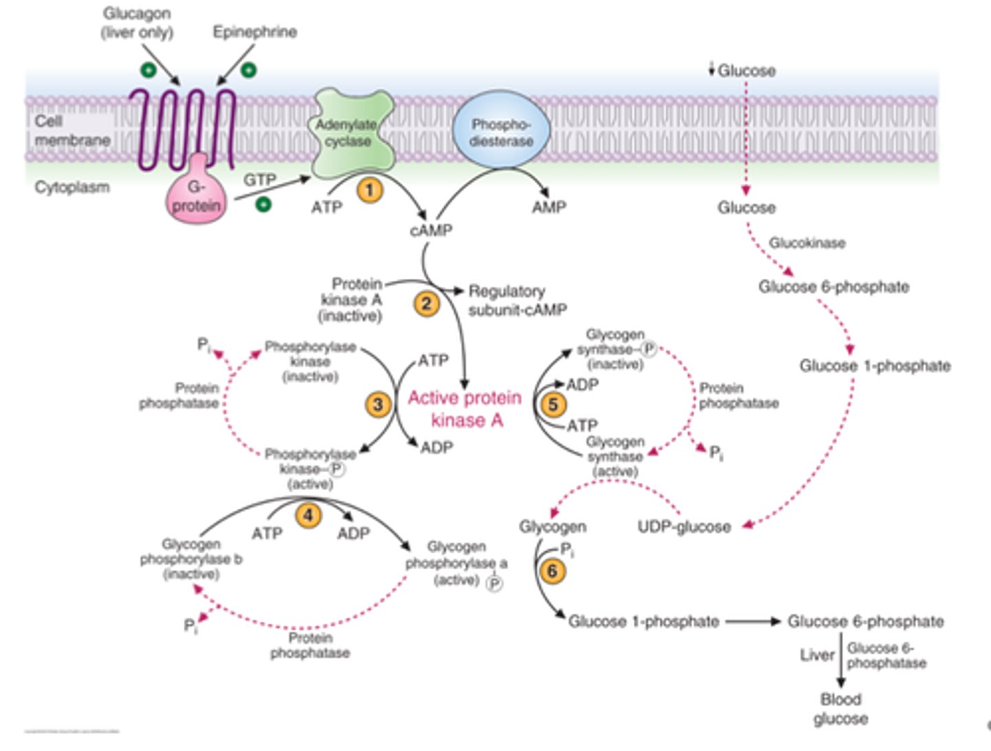 <p>1) Glucagon receptor associated G protein activate AC to make cAMP</p><p>2) cAMP activates protein kinase A</p><p>3) PKA phosphorylates &amp; activates phosphorylase kinase</p><p>4) Phosphorylase kinase phosphorylates and activates glycogen phosphorylase</p><p>5) PKA phosphorylates and inactivates glycogen synthase</p><p>6) Glucose 1-P released from glycogen</p><p>**Epinephrine (but not glucagon) acts on muscle through B-receptors in a similar way**</p>