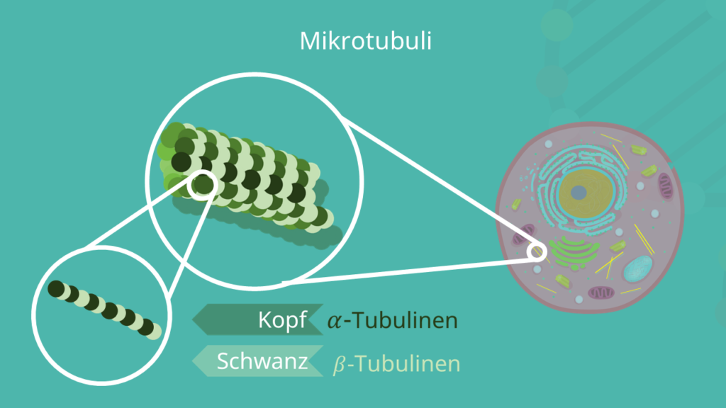 <p>röhrenförmig, aus Protein Tubulin; Funktion: Stützsystem der Zelle (Cytoskelett) und bei Kernteilung (Centriolen), teilw. auch für intrazelluläre Bewegung</p>