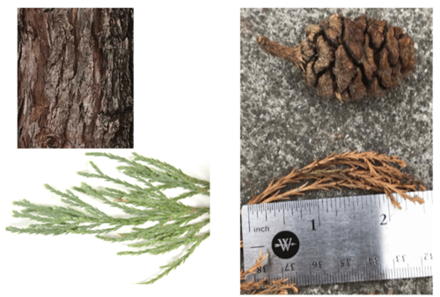 <p>1. gymnosperm</p><p>----------------</p><p>2'. Leave not large and fan-shaped, often needles or scales</p><p>----------------</p><p>3'. Leaves alternate or appearing spirally arranged, not in clear</p><p>decussate pairs, needle-like or flattened, easy to see</p><p>----------------</p><p>6'. Tree with flattened narrow leaves or awl-like (short and sharply</p><p>pointed), bark furrowed with large rounded ridges, fibrous</p><p>----------------</p><p>9'. Leaves much smaller and pointed, awl-like (some scale-like),</p><p>foliage bluish-green</p>