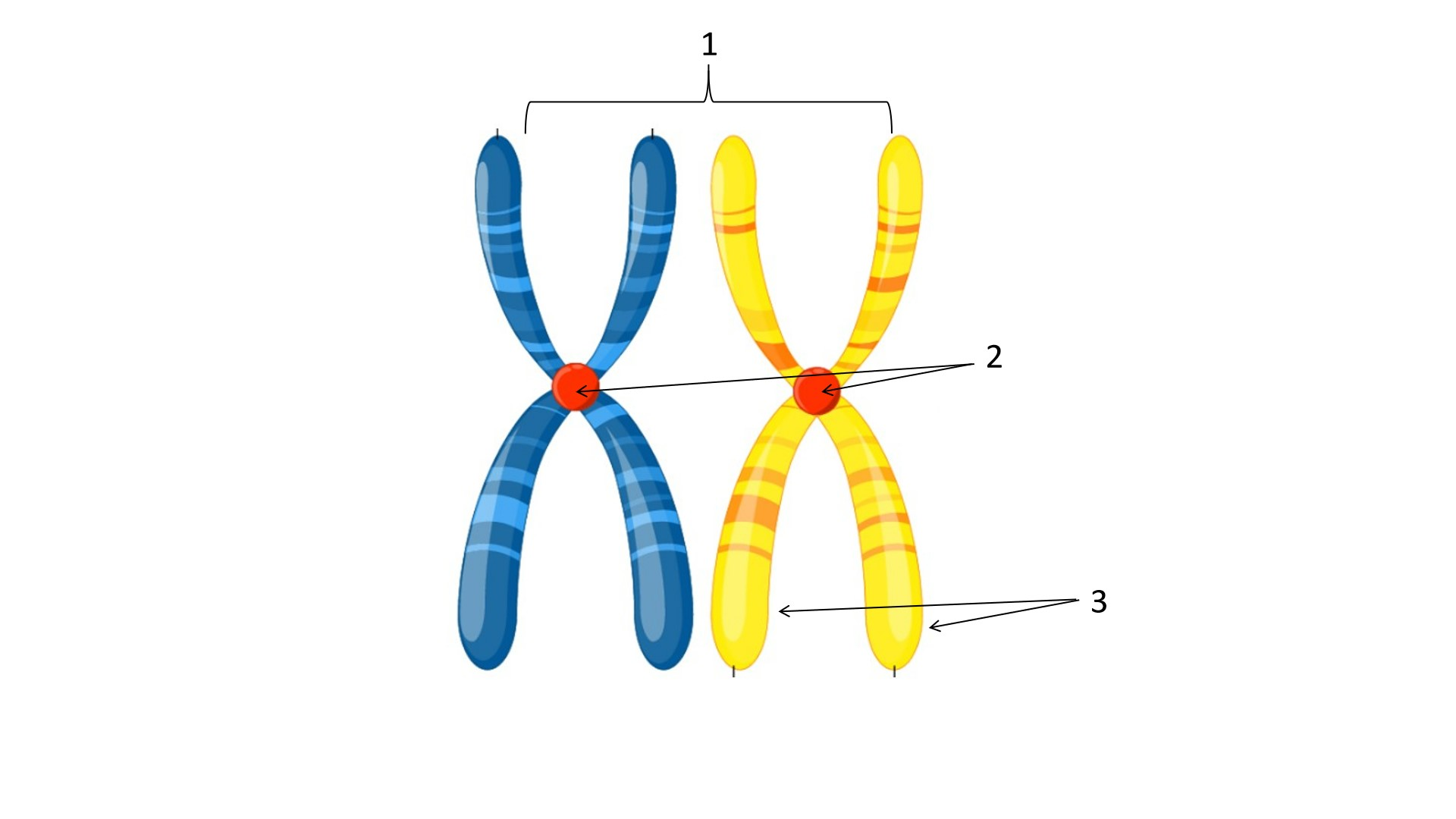 <p>what is 1?</p>