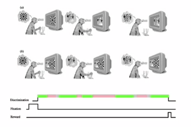 <p>experiment apen aangeleerd zie je dit of dat</p><p>woreden eerst 1 aangeleerd, vervolgens binoculair </p><p>aangetraint om hun dominante percept te rapporteren door ze eerst te trainen op monoculaire stimuli</p><p></p>