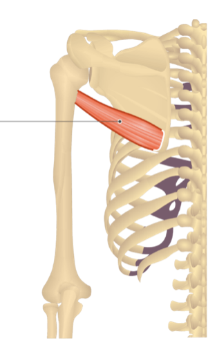 <p>Action: extend, adduct and internally rotate the GH joint</p>