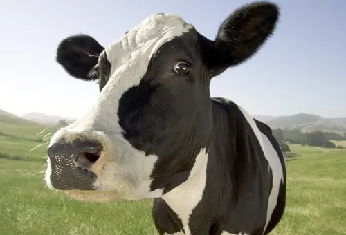 <p>Vaca</p>