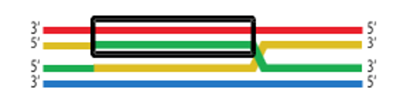 <p>A stretch of DNA made of one old strand and one newly added (invading) strand.</p>