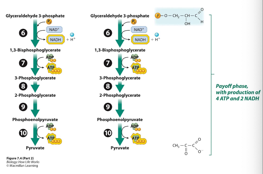 <ul><li><p>during the payoff phase of glycolysis</p><ul><li><p>two molecules of pyruvate are formed</p></li><li><p>two molecules of the electron carrier NADH are produced</p></li><li><p>four molecules of ATP are produced</p></li></ul></li></ul><p></p>