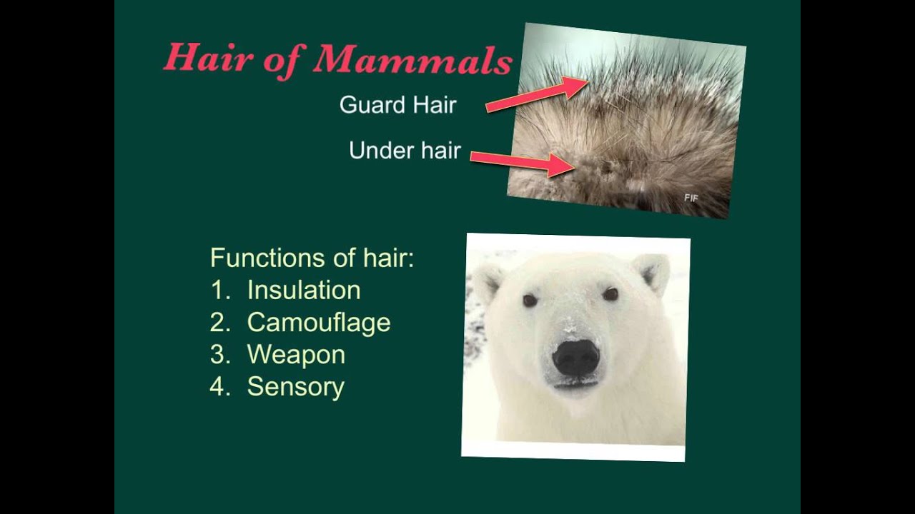 <p>guard hair</p>