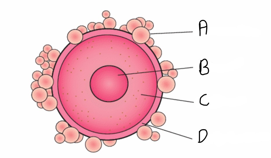 <p>What is the name of structure C?</p>