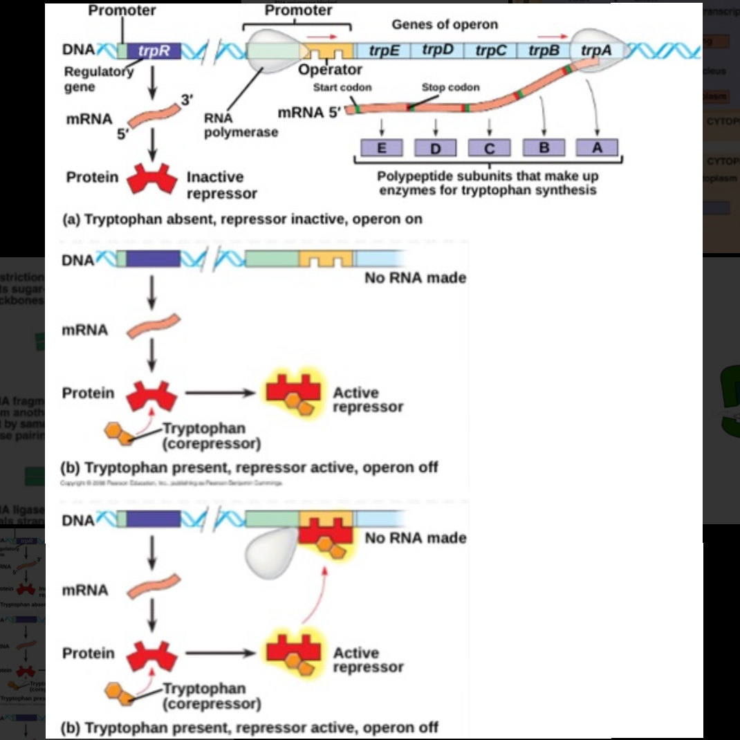 <p>usually on; binding of repressor to the operator shuts OFF transcription (<em>trp</em> operon)</p>