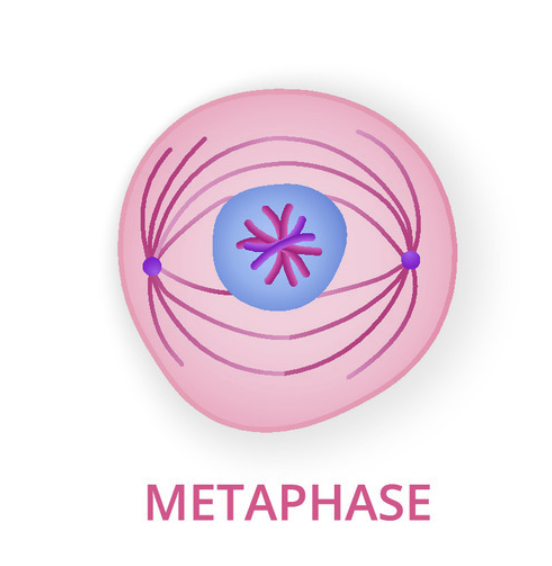 <p>Metaphase (2)</p>