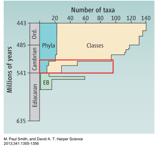 <p>rapid expansion of phyla and classes </p>