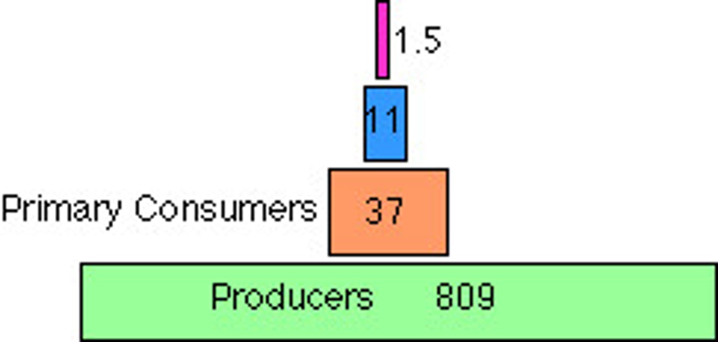 <p>a diagram that shows the number of organisms in each trophic level of a food chain.</p>
