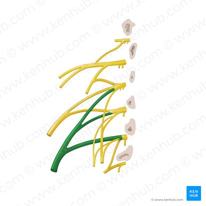 <p>Draw out the lumbrosacral plexis and what are the functions of each muscle nerve (prayers)… i feel like you should work on the pats of the pelvis and lumbral section first then move onto the other info: </p><p><span style="background-color: transparent;"><span>Iliohypogastric </span></span></p><ol><li><p><span style="background-color: transparent;"><span>Ilonguinal </span></span></p></li><li><p><span style="background-color: transparent;"><span>Genitofemoral nerves </span></span></p></li><li><p><span style="background-color: transparent;"><span>Lat. Fem. Cut n </span></span></p></li><li><p><span style="background-color: transparent;"><span>Femoral </span></span></p></li><li><p><span style="background-color: transparent;"><span>Obturator</span></span></p><ol><li><p><span style="background-color: transparent;"><span>Sciatic </span></span></p></li><li><p><span style="background-color: transparent;"><span> pudental (S2-4)</span></span></p></li></ol></li></ol><p></p>
