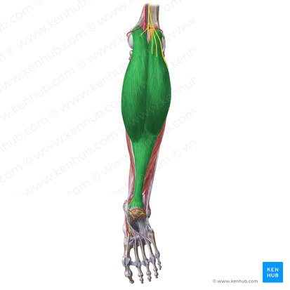 <p>plantar flexes the ankle</p><p>O: medial and lateral condyles</p><p>I: calcaneus</p>