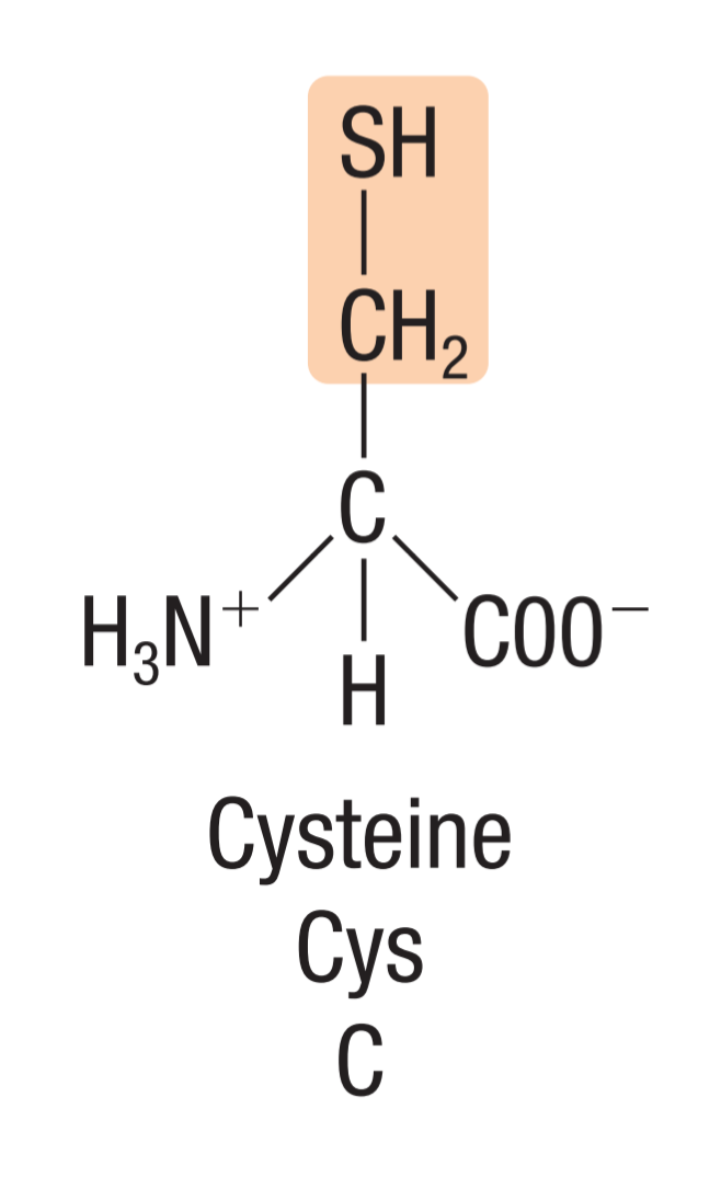 <p>a non-polar amino acid with <strong>sulfhydryl group </strong>(-SH) as its side chain, allowing them to form disulfide bridges/linkages</p><p class="has-focus">⇨the two groups react to form a strong S-S covalent bond</p>