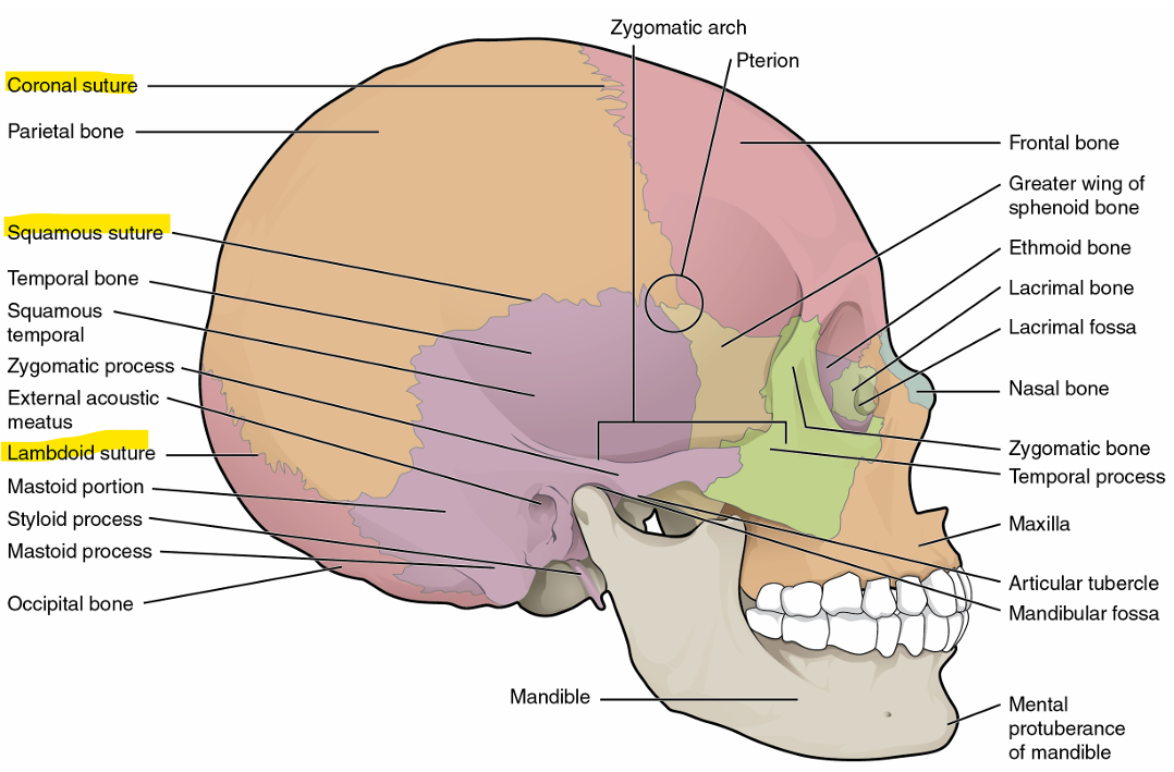 <p>coronal suture- joins frontal bones to parietal bones</p><p>sagittal suture- joins left and right parietal bones</p><p>lambdoid suture- joins occipital bone to parietal/temporal bones, upside-down V</p><p>squamous suture- joins parietal bones to temporal bones</p>