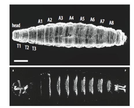 <ul><li><p>feed </p></li><li><p>for larva to crawl on substrate in peristalsis</p></li></ul><p></p>