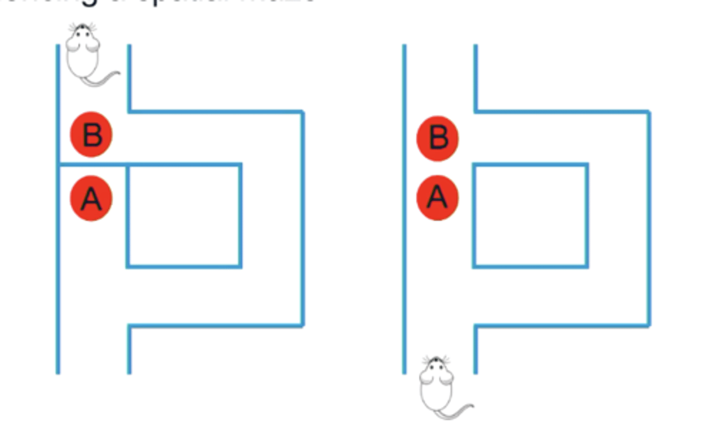<p>Edward Tolman's rat spatial maze. </p><p>- Rat had created a mentalrepresentation of the spatial dimensions of the maze (A and B are close together) </p><p>- encoding of transitive relations to build mental map.</p>