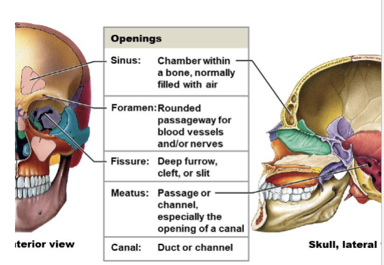 <p>For passage of blood vessels and nerves.</p>