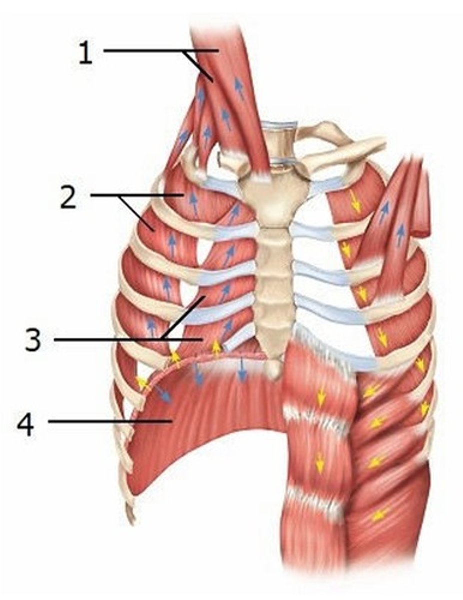 <p>This diagram shows some of the muscles that are active during inhalation. Which muscle is labeled 3?</p><p>A) Sternocleidomastoid</p><p>B) Scalenes</p><p>C) External intercostals</p><p>D) Internal intercostals</p><p>E) Diaphragm</p>