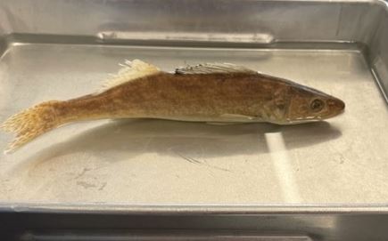<p>Walleye</p>