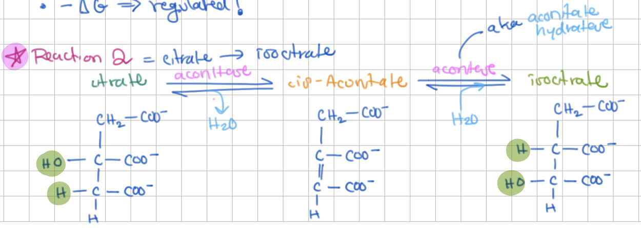 <p><strong>Step 2</strong>: <strong>Citrate</strong> → <strong>Isocitrate</strong> (E = <strong>Aconitase</strong>)</p><ul><li><p>dehydration/rehydration</p></li><li><p>intermediate step involving <em>cis-Aconitate</em></p></li></ul><p></p>