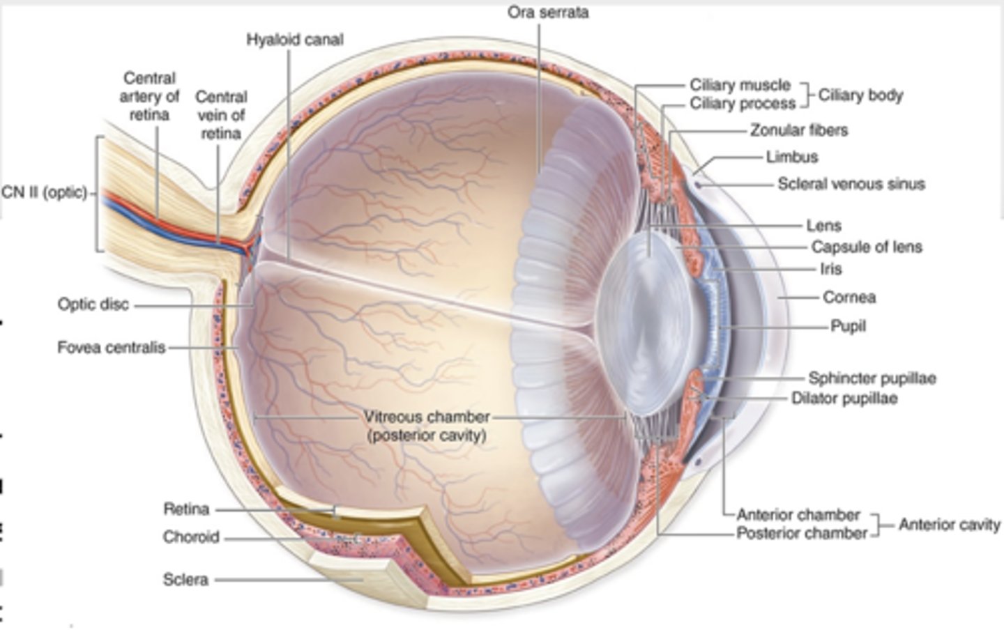 <p>What is the overall function of the photoreceptor system?</p>