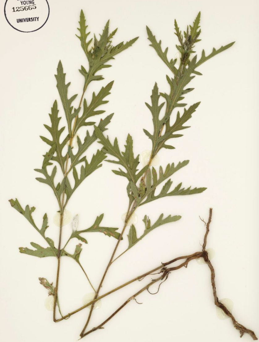 <p>Opposite leaves, deeply lobed, short, white hair</p>