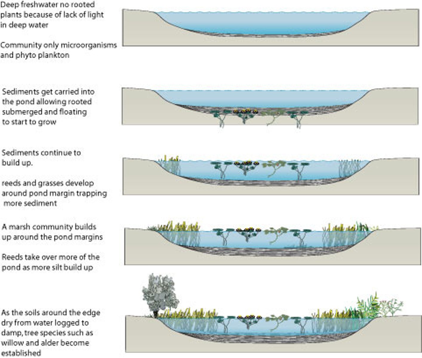<p>Succession in water</p>