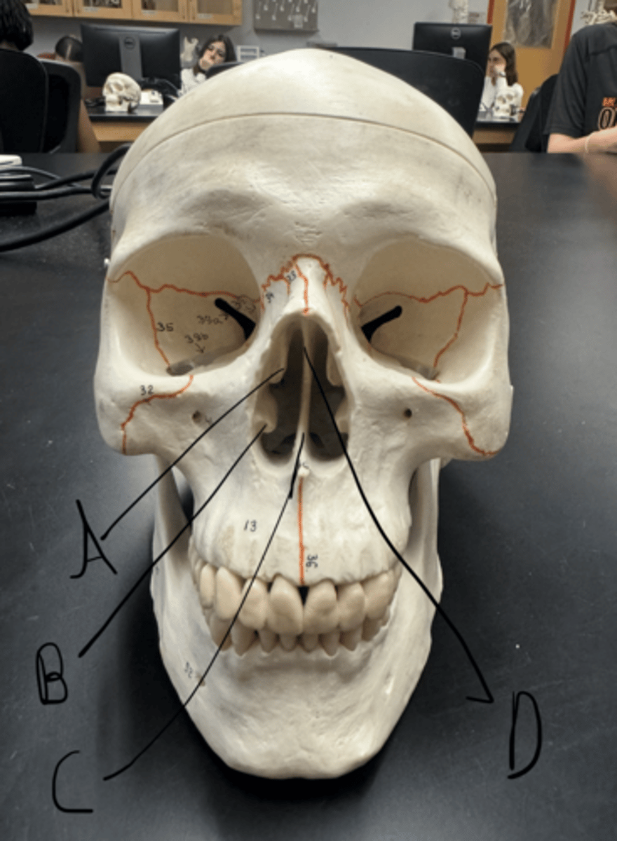 knowt flashcard image