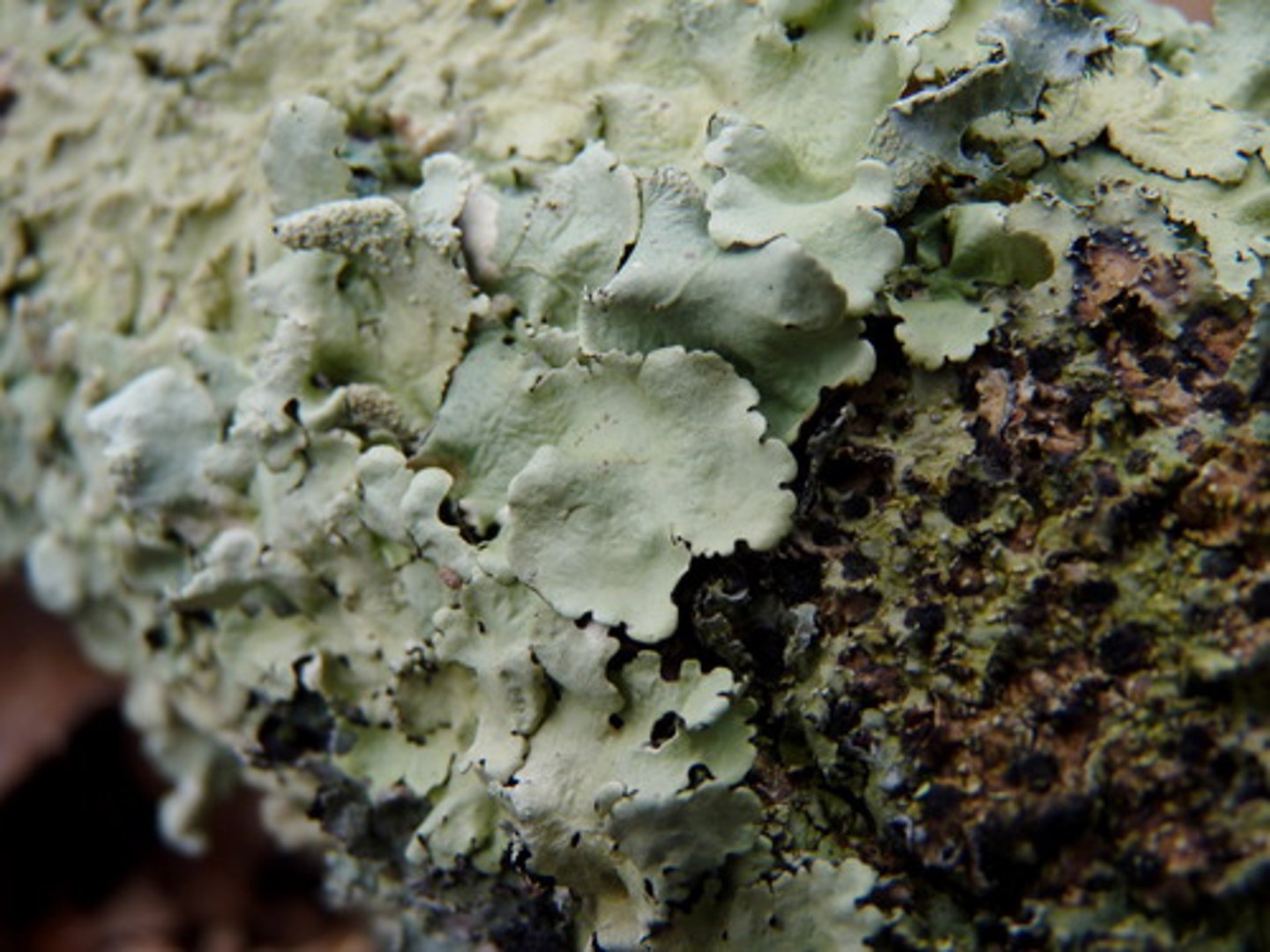 <p>Type of lichens that live on flat surfaces, where they form a matlike growth</p>