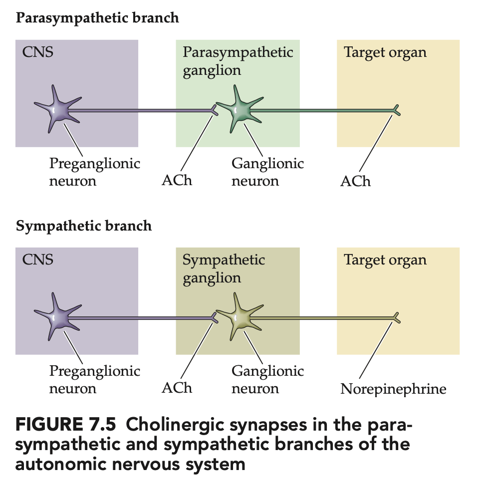 <ul><li><p><strong>Preganglionic neurons (symp + parasymp):</strong> <strong>ACh (nicotinic)</strong></p></li></ul><ul><li><p><strong>Parasympathetic postganglionic:</strong> <strong>ACh (muscarinic)</strong> to target organs</p></li><li><p><strong>Sympathetic postganglionic:</strong> mainly <strong>NE</strong> to targets <em>(classic exception: sweat glands = ACh)</em><br><span data-name="brain" data-type="emoji">🧠</span> <em>Takeaway:</em> ACh is everywhere <strong>preganglionic</strong>; <strong>parasymp is cholinergic</strong>, <strong>symp is mostly noradrenergic</strong>.</p></li></ul><p></p>