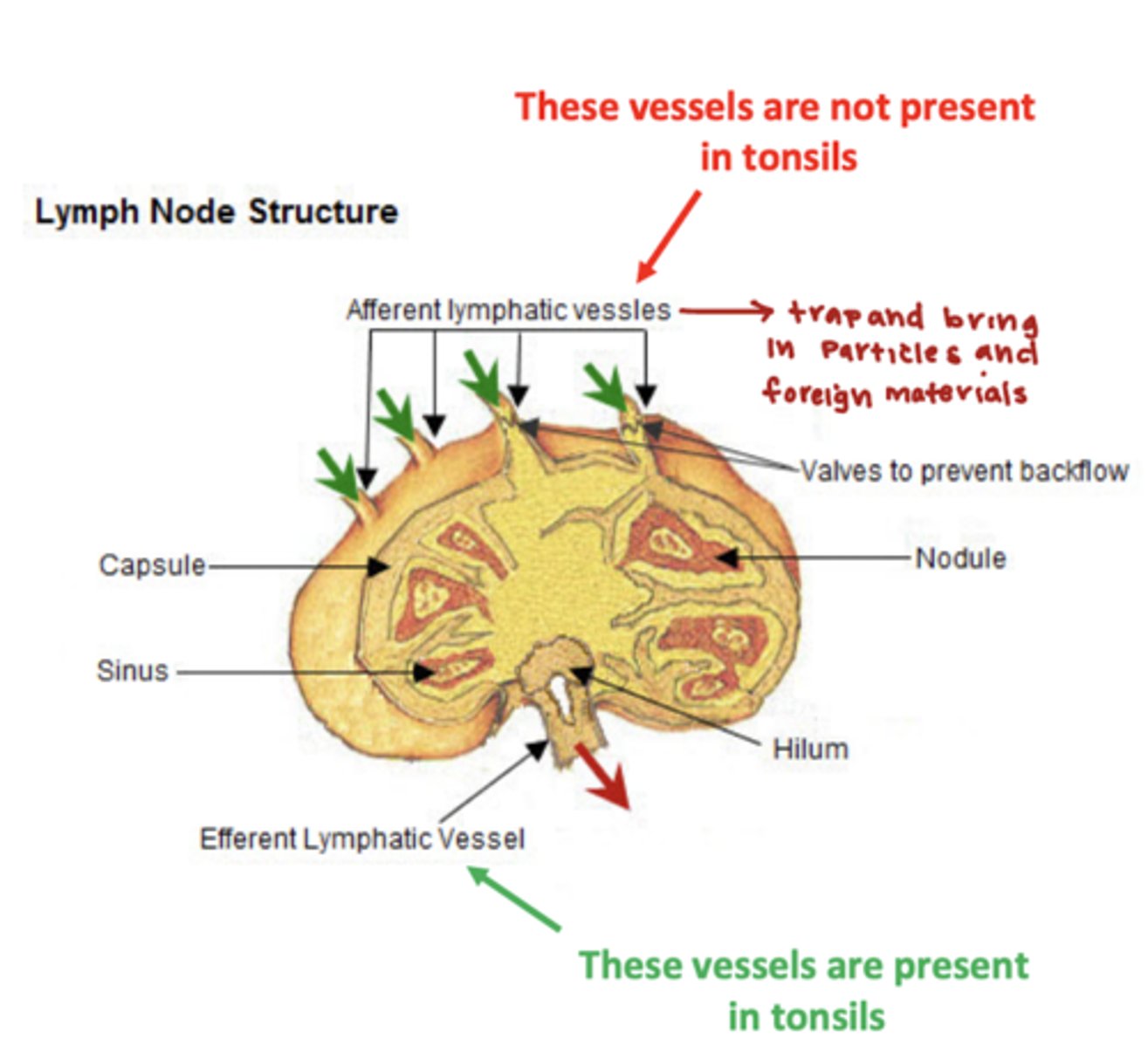<p>false, unlike lymph nodes tonsils do not have afferent vessel supply</p><p>-tonsils do have a efferent lymphatic vessels </p>