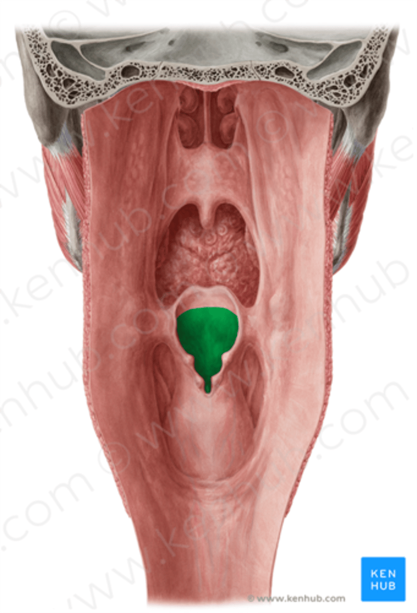 <p>Entry to larynx</p>