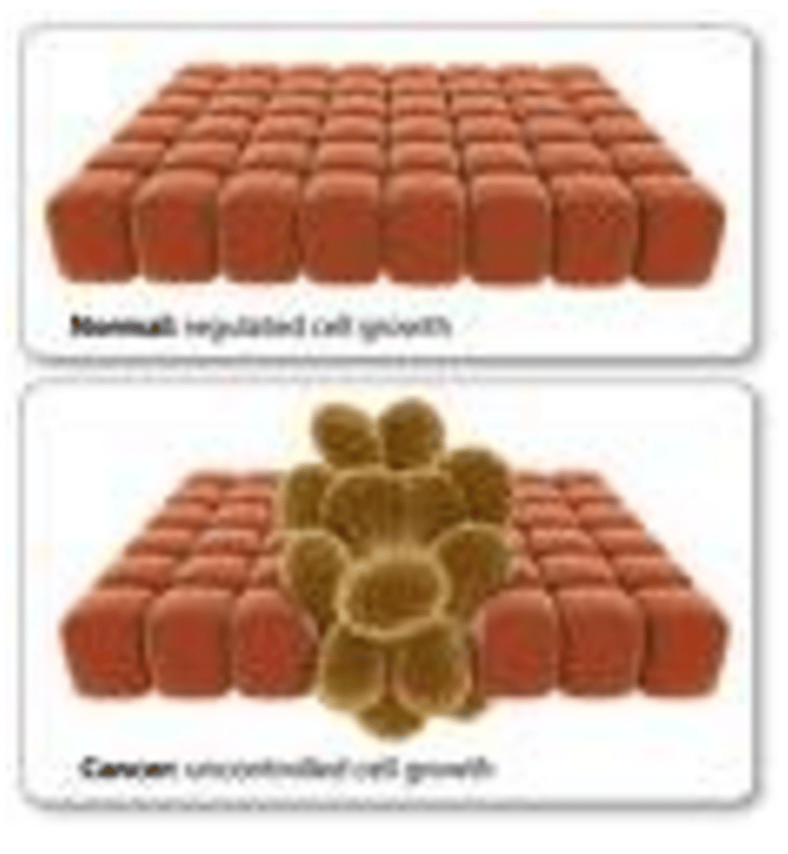 <p>A disorder in which some of the body's own cells lose the ability to control growth</p>